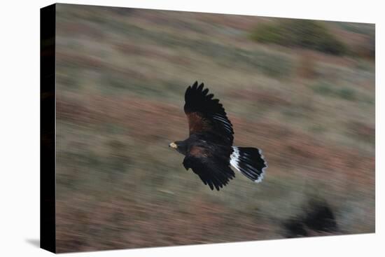 Harris' Hawk in Flight-W. Perry Conway-Stretched Canvas