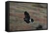 Harris' Hawk in Flight-W. Perry Conway-Framed Stretched Canvas