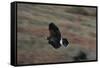 Harris' Hawk in Flight-W. Perry Conway-Framed Stretched Canvas