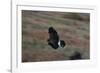 Harris' Hawk in Flight-W. Perry Conway-Framed Photographic Print