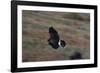 Harris' Hawk in Flight-W. Perry Conway-Framed Photographic Print