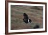 Harris' Hawk in Flight-W. Perry Conway-Framed Photographic Print