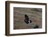 Harris' Hawk in Flight-W. Perry Conway-Framed Photographic Print