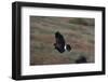 Harris' Hawk in Flight-W. Perry Conway-Framed Photographic Print