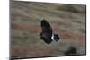 Harris' Hawk in Flight-W. Perry Conway-Mounted Photographic Print