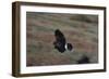 Harris' Hawk in Flight-W. Perry Conway-Framed Photographic Print