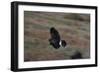 Harris' Hawk in Flight-W. Perry Conway-Framed Photographic Print