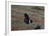 Harris' Hawk in Flight-W. Perry Conway-Framed Photographic Print