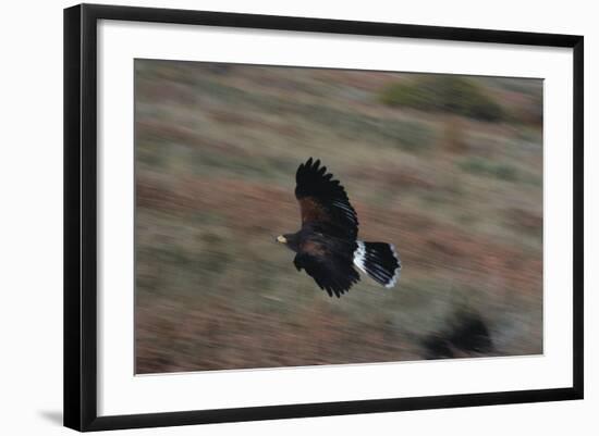 Harris' Hawk in Flight-W. Perry Conway-Framed Photographic Print