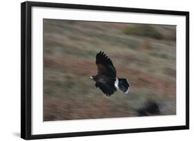 Harris' Hawk in Flight-W. Perry Conway-Framed Photographic Print