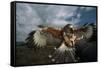 Harris' Hawk Lands on Falconer's Glove-W^ Perry Conway-Framed Stretched Canvas