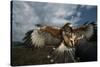 Harris' Hawk Lands on Falconer's Glove-W^ Perry Conway-Stretched Canvas
