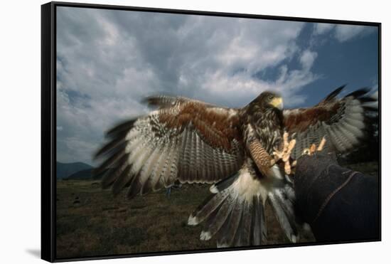 Harris' Hawk Lands on Falconer's Glove-W^ Perry Conway-Framed Stretched Canvas