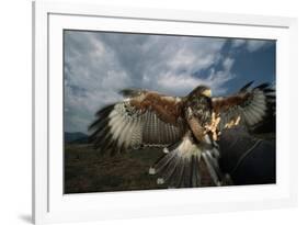 Harris' Hawk Lands on Falconer's Glove-W^ Perry Conway-Framed Photographic Print