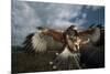 Harris' Hawk Lands on Falconer's Glove-W^ Perry Conway-Mounted Photographic Print
