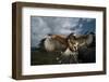 Harris' Hawk Lands on Falconer's Glove-W^ Perry Conway-Framed Photographic Print