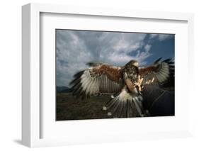 Harris' Hawk Lands on Falconer's Glove-W^ Perry Conway-Framed Photographic Print