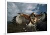 Harris' Hawk Lands on Falconer's Glove-W^ Perry Conway-Framed Photographic Print