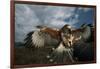 Harris' Hawk Lands on Falconer's Glove-W^ Perry Conway-Framed Photographic Print