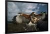 Harris' Hawk Lands on Falconer's Glove-W^ Perry Conway-Framed Photographic Print