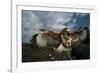 Harris' Hawk Lands on Falconer's Glove-W^ Perry Conway-Framed Photographic Print