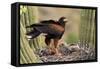 Harris' Hawk on Nest in Saguaro Cactus, with Chicks-null-Framed Stretched Canvas