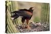 Harris' Hawk on Nest in Saguaro Cactus, with Chicks-null-Stretched Canvas