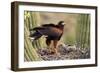 Harris' Hawk on Nest in Saguaro Cactus, with Chicks-null-Framed Photographic Print