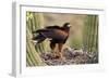 Harris' Hawk on Nest in Saguaro Cactus, with Chicks-null-Framed Photographic Print