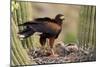 Harris' Hawk on Nest in Saguaro Cactus, with Chicks-null-Mounted Photographic Print