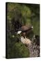 Harris Hawk (Parabuteo Unicinctus), Bearizona Wildlife Park, Williams, Arizona, USA-Peter Barritt-Stretched Canvas