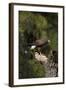 Harris Hawk (Parabuteo Unicinctus), Bearizona Wildlife Park, Williams, Arizona, USA-Peter Barritt-Framed Photographic Print