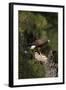Harris Hawk (Parabuteo Unicinctus), Bearizona Wildlife Park, Williams, Arizona, USA-Peter Barritt-Framed Photographic Print