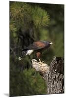 Harris Hawk (Parabuteo Unicinctus), Bearizona Wildlife Park, Williams, Arizona, USA-Peter Barritt-Mounted Photographic Print