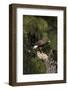 Harris Hawk (Parabuteo Unicinctus), Bearizona Wildlife Park, Williams, Arizona, USA-Peter Barritt-Framed Photographic Print