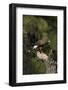 Harris Hawk (Parabuteo Unicinctus), Bearizona Wildlife Park, Williams, Arizona, USA-Peter Barritt-Framed Photographic Print