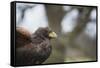 Harris Hawk (Parabuteo Unicinctus), Raptor, Herefordshire, England, United Kingdom-Janette Hill-Framed Stretched Canvas