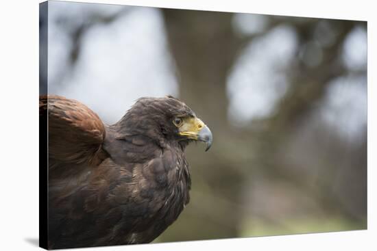 Harris Hawk (Parabuteo Unicinctus), Raptor, Herefordshire, England, United Kingdom-Janette Hill-Stretched Canvas