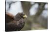 Harris Hawk (Parabuteo Unicinctus), Raptor, Herefordshire, England, United Kingdom-Janette Hill-Stretched Canvas