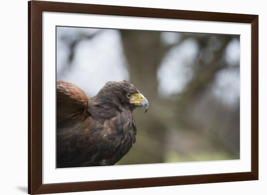 Harris Hawk (Parabuteo Unicinctus), Raptor, Herefordshire, England, United Kingdom-Janette Hill-Framed Photographic Print