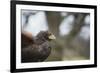 Harris Hawk (Parabuteo Unicinctus), Raptor, Herefordshire, England, United Kingdom-Janette Hill-Framed Photographic Print