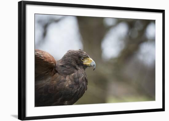 Harris Hawk (Parabuteo Unicinctus), Raptor, Herefordshire, England, United Kingdom-Janette Hill-Framed Photographic Print