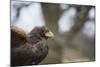 Harris Hawk (Parabuteo Unicinctus), Raptor, Herefordshire, England, United Kingdom-Janette Hill-Mounted Photographic Print