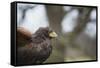 Harris Hawk (Parabuteo Unicinctus), Raptor, Herefordshire, England, United Kingdom-Janette Hill-Framed Stretched Canvas