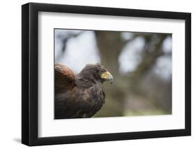 Harris Hawk (Parabuteo Unicinctus), Raptor, Herefordshire, England, United Kingdom-Janette Hill-Framed Photographic Print