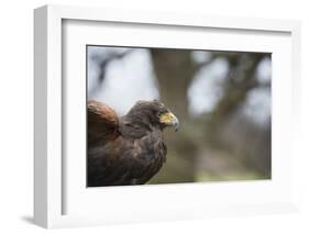 Harris Hawk (Parabuteo Unicinctus), Raptor, Herefordshire, England, United Kingdom-Janette Hill-Framed Photographic Print