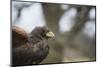 Harris Hawk (Parabuteo Unicinctus), Raptor, Herefordshire, England, United Kingdom-Janette Hill-Mounted Photographic Print