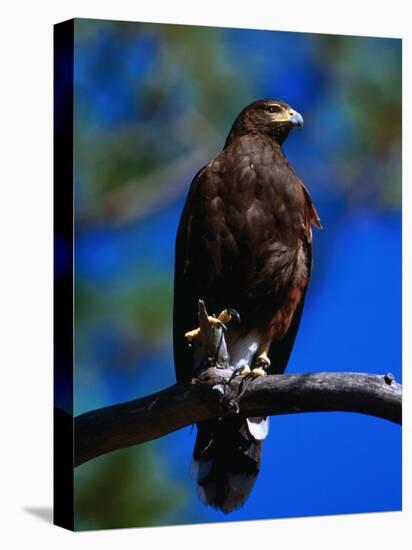 Harris Hawk (Parabuteo Unicintus), Perquin, El Salvador-Alfredo Maiquez-Stretched Canvas