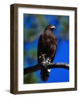 Harris Hawk (Parabuteo Unicintus), Perquin, El Salvador-Alfredo Maiquez-Framed Photographic Print