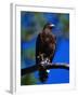 Harris Hawk (Parabuteo Unicintus), Perquin, El Salvador-Alfredo Maiquez-Framed Photographic Print